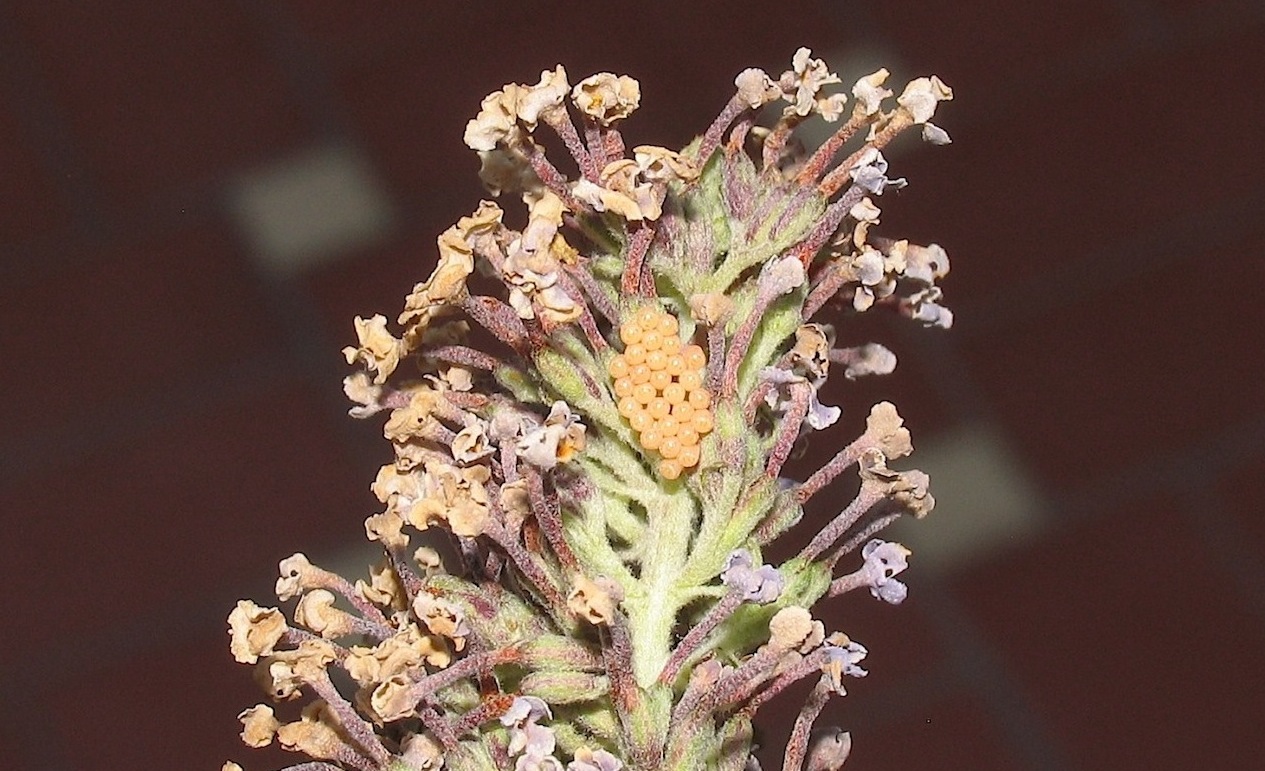 Pentatomidae: Dolycoris baccarum Linnaeus, 1758